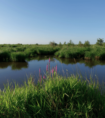 National Park de Brière