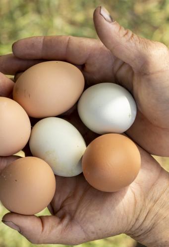 Domaine de la Bretesche